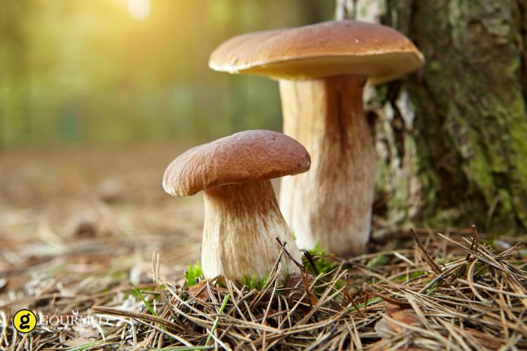 4041477934407532 image