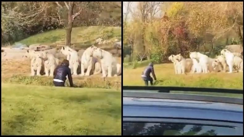 4045032763411593 image