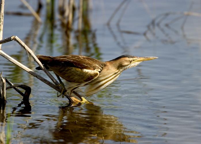 Μικροτσικνιάς - M. Gore

