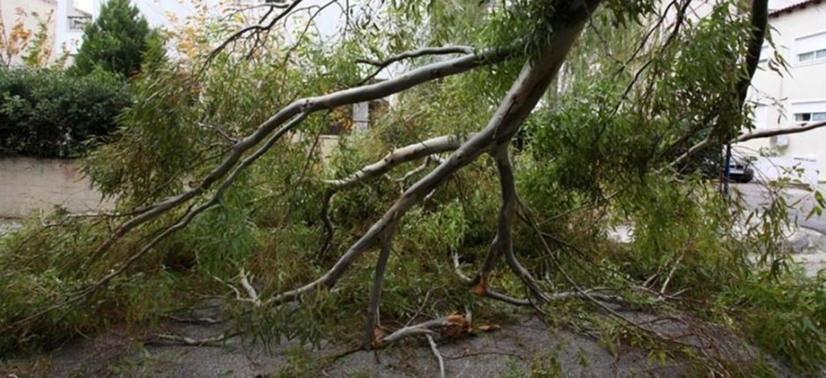 4057865151102713 ptwsi-dendrwn2 2