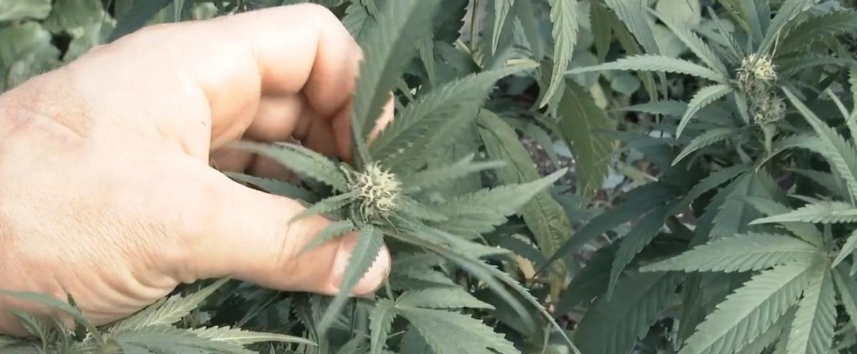 4062788657055408 narkwtika-3-16 9-1170x780