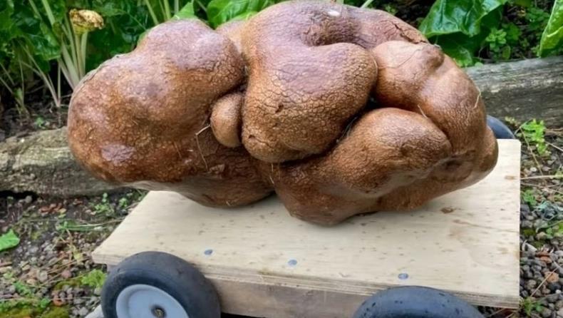 4118364771108785 image