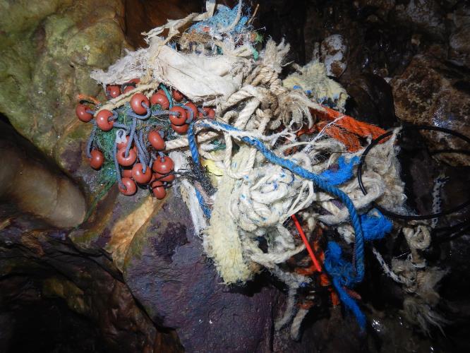 4126236297201378 image