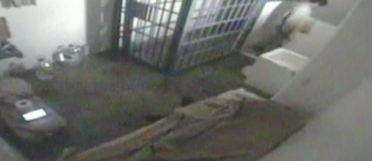 4136518461461070 cats