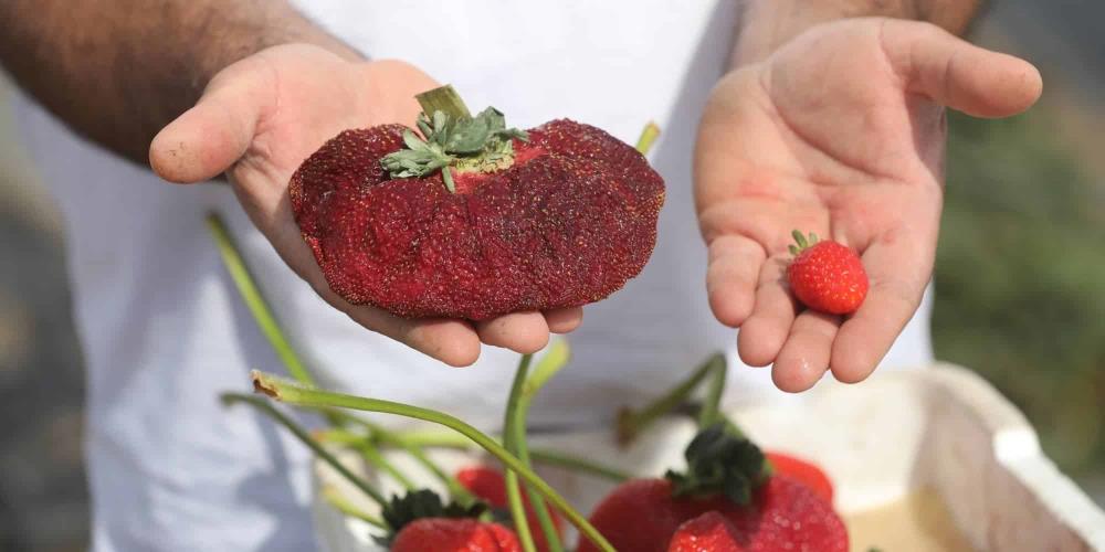 4143693481674000 fraoula-vraveio-Guinness-17-2-2022