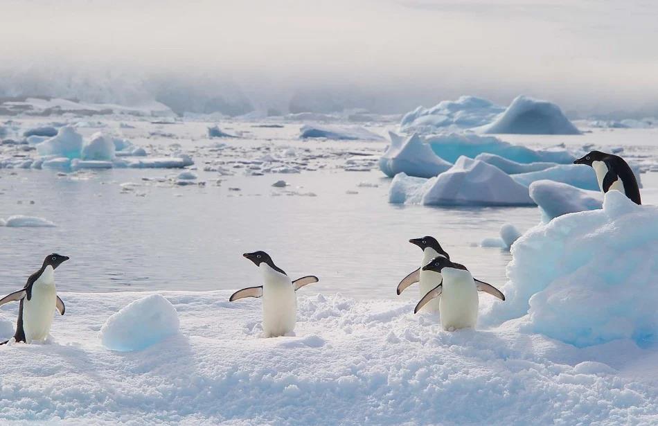 4171244385214333 image