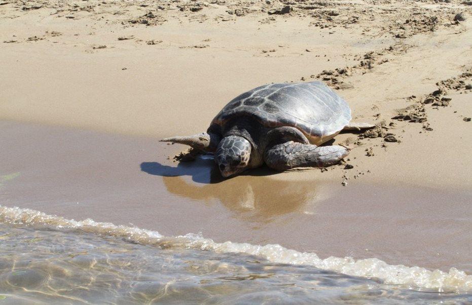 4225596482986595 image