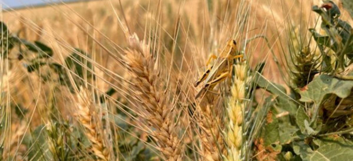 4226312820245780 wheat-600x450-1-1