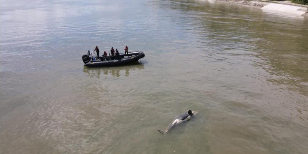 4231757803234309 image