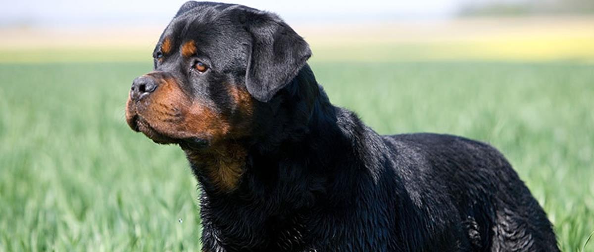 4250556157819546 rottweleir-2