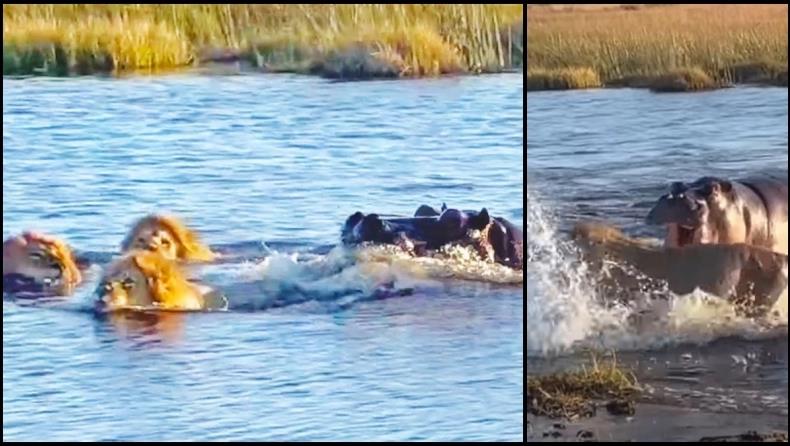 4264602399845833 image