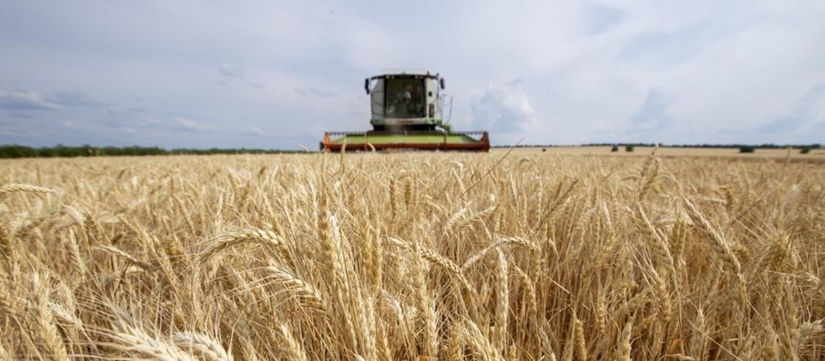 4283105964388583 220715072627 sitari-ukraine