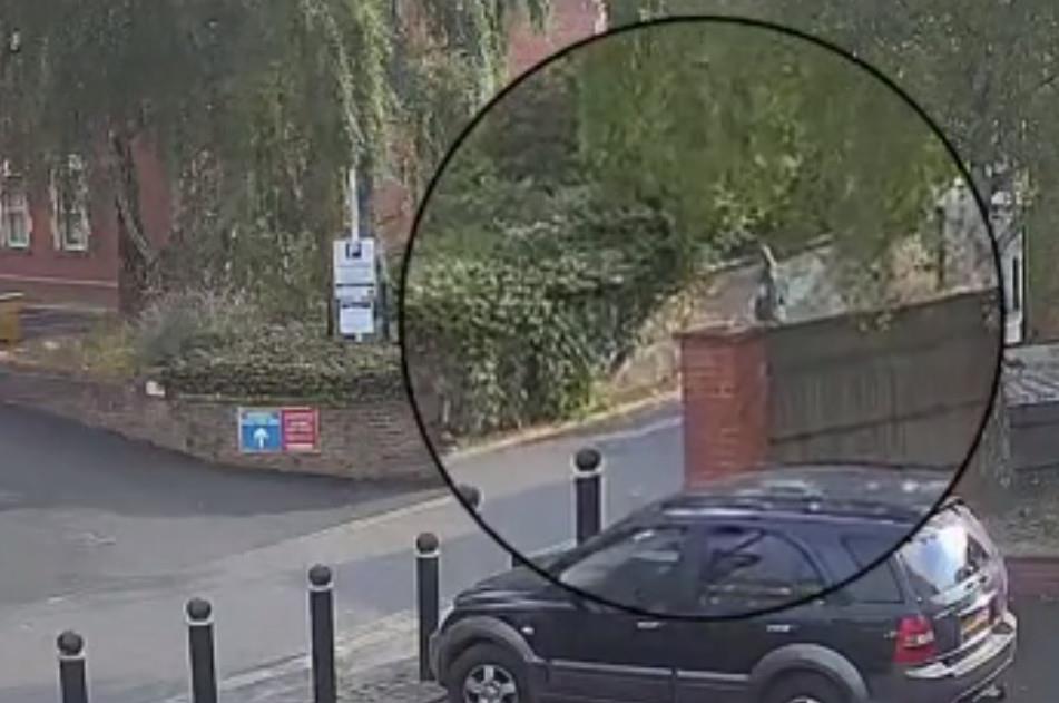 4289530969786694 image