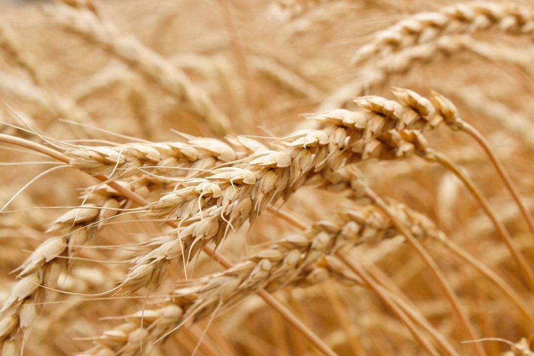 4289624324177920 image