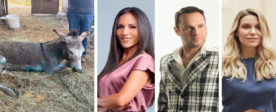 4310888904536860 Untitled