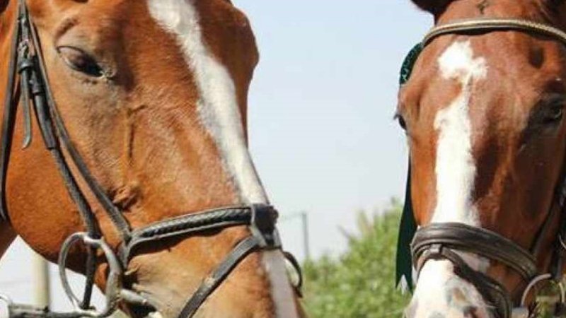 horses-from-fb