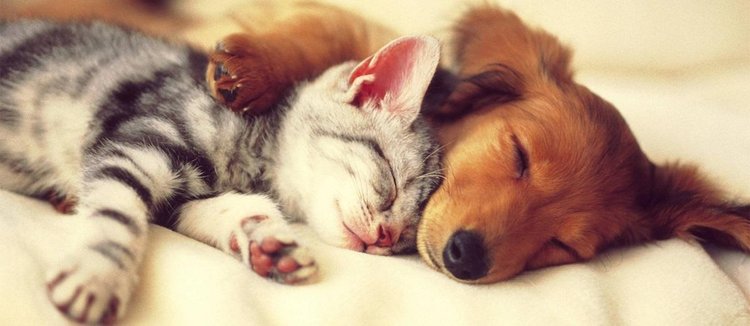 cat-dog