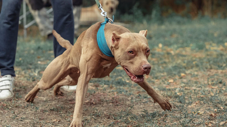 pitbull_1_arthrp