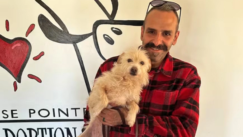 california_dog_xr