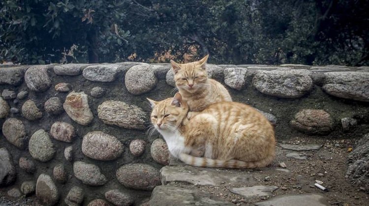 cats25