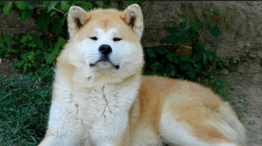 akita