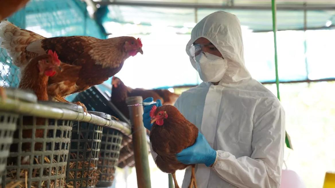 avian-influenza_2153619815