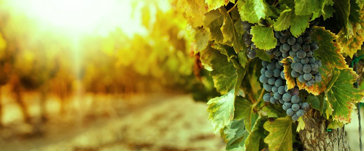 winery