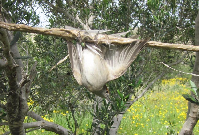 ξοβεργα