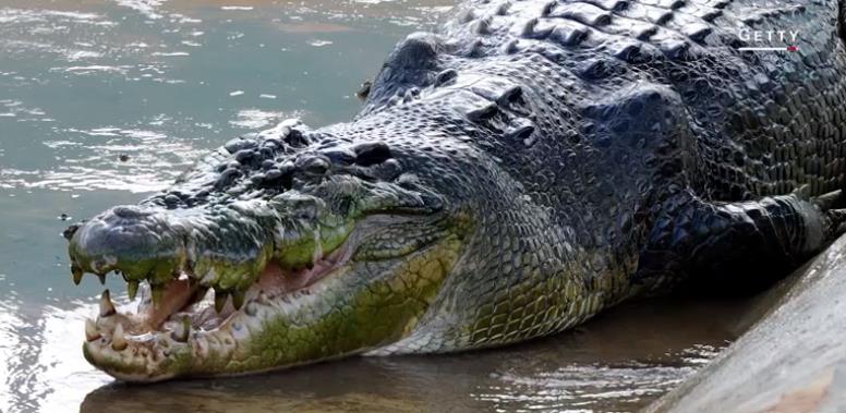 CROC