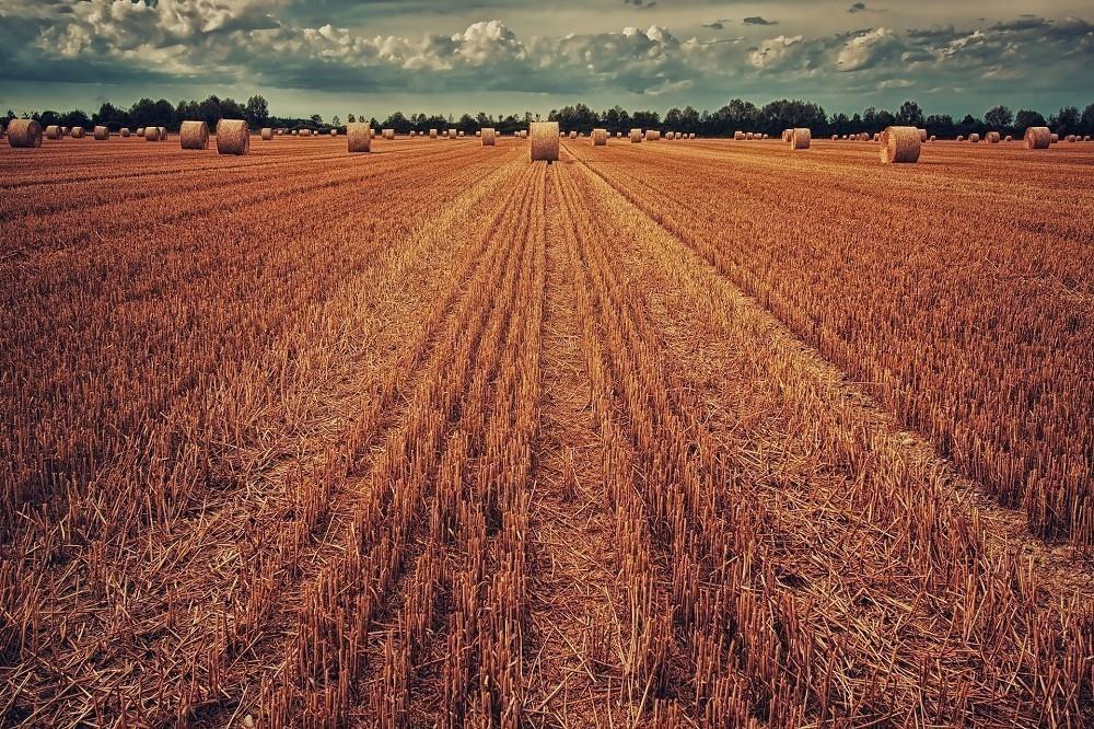 4344152643388045 220509145750 cereals-grain