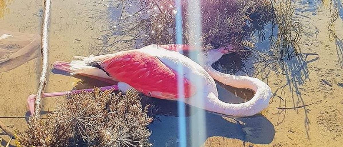 flamingo 1