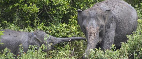 Elephan Respon Unit at Way Kambas National Park - Indonesia