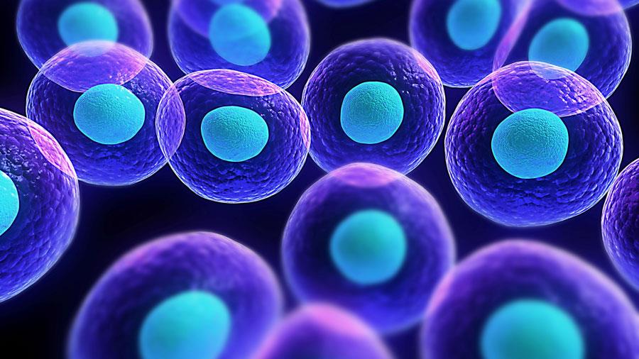 cells