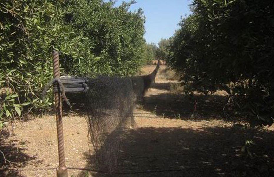 ΑΜΠΕΛΟΠΟΥΛΙΑ ΔΙΚΤΥΑ