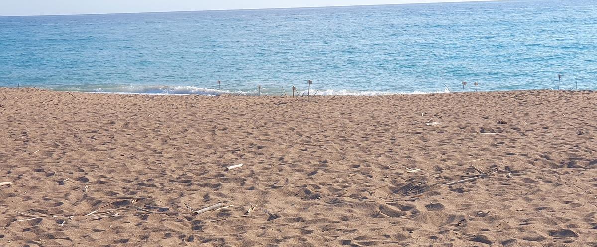DOC.20250702.8689569.turtles-pafos