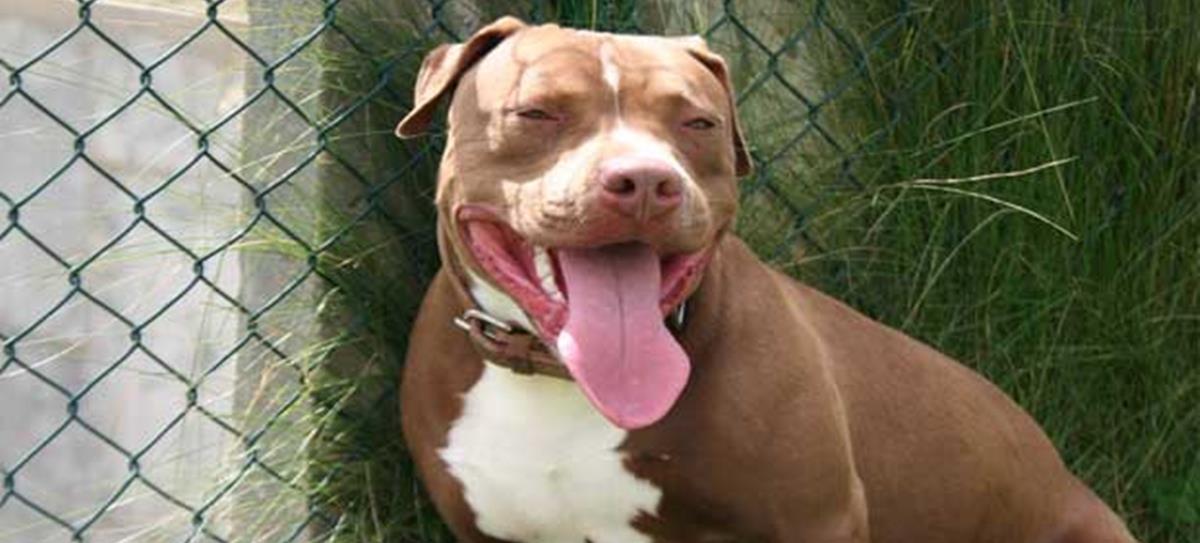 4388623713248544 pitbull