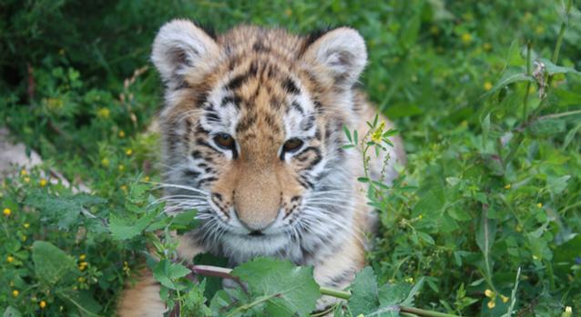 tigris