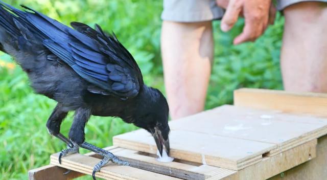 biiird