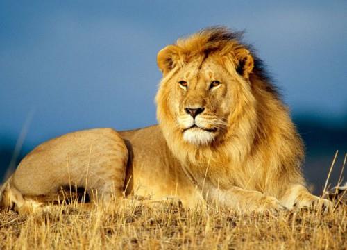 liontari