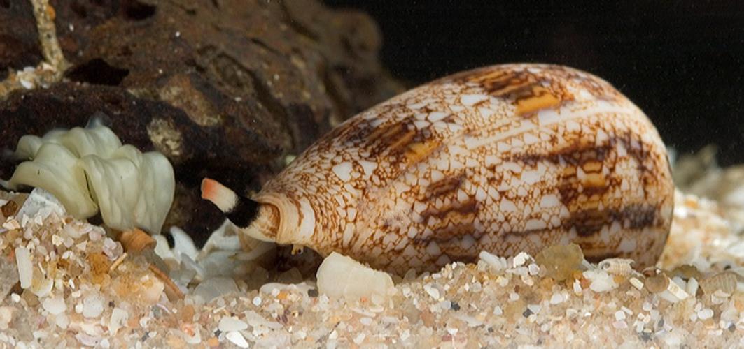 conus