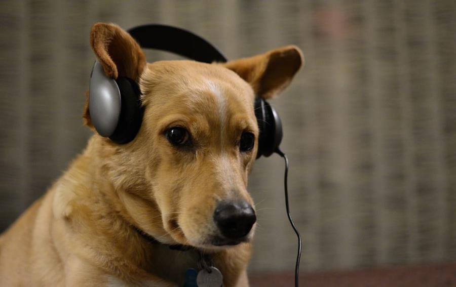 dog headphones