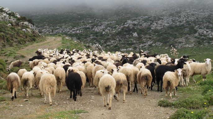 ΠΡΟΒΑΤΑ