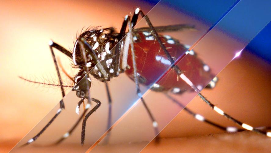 ZIKA 