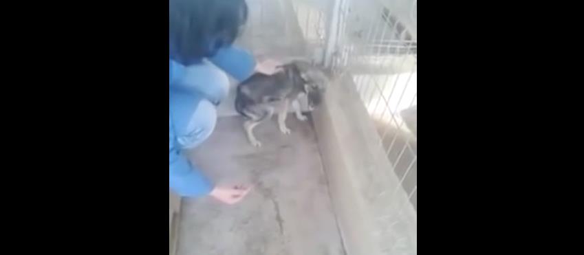 ΚΑΚΟΠΟΙΗΜΕΝΟ ΣΚΥΛΙ