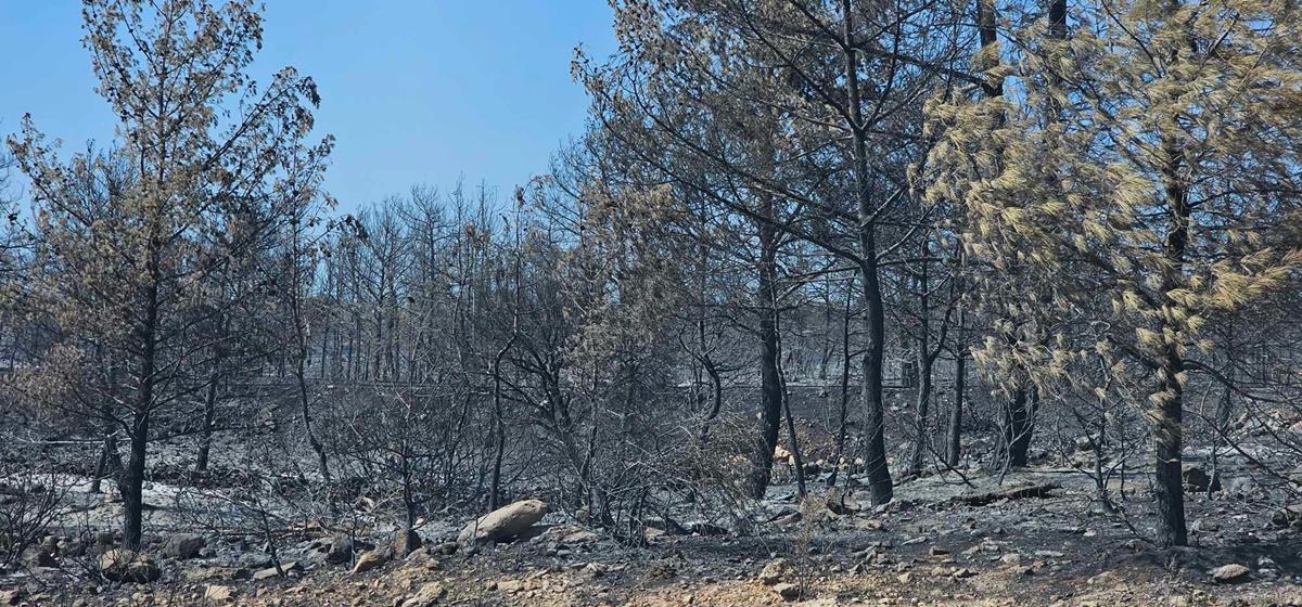 Καλεί την Κυβέρνηση να δίνει απαντήσεις στα ερωτήματα για τις φωτιές η ΕΣΚ-«Να μη σιωπούν»