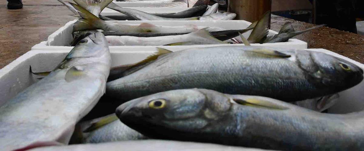 fishs