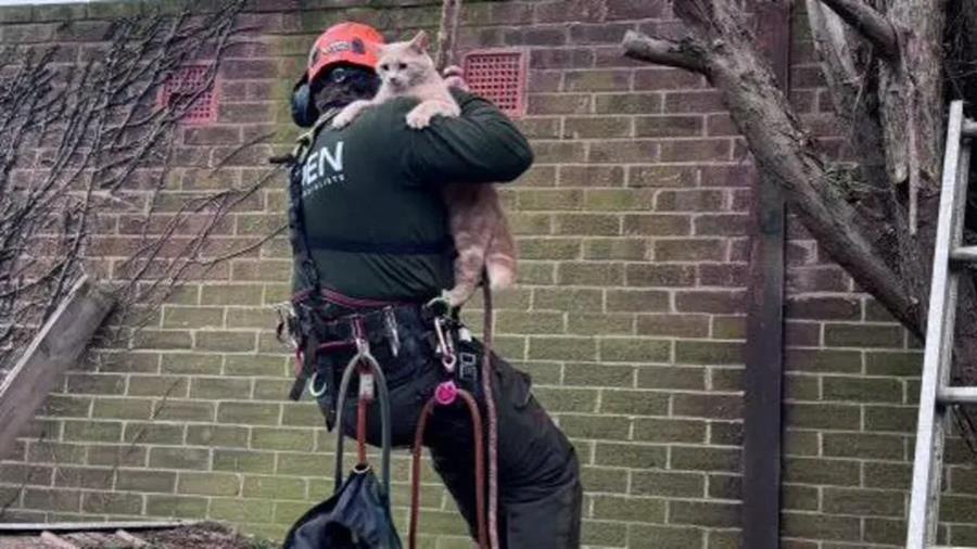 cats16