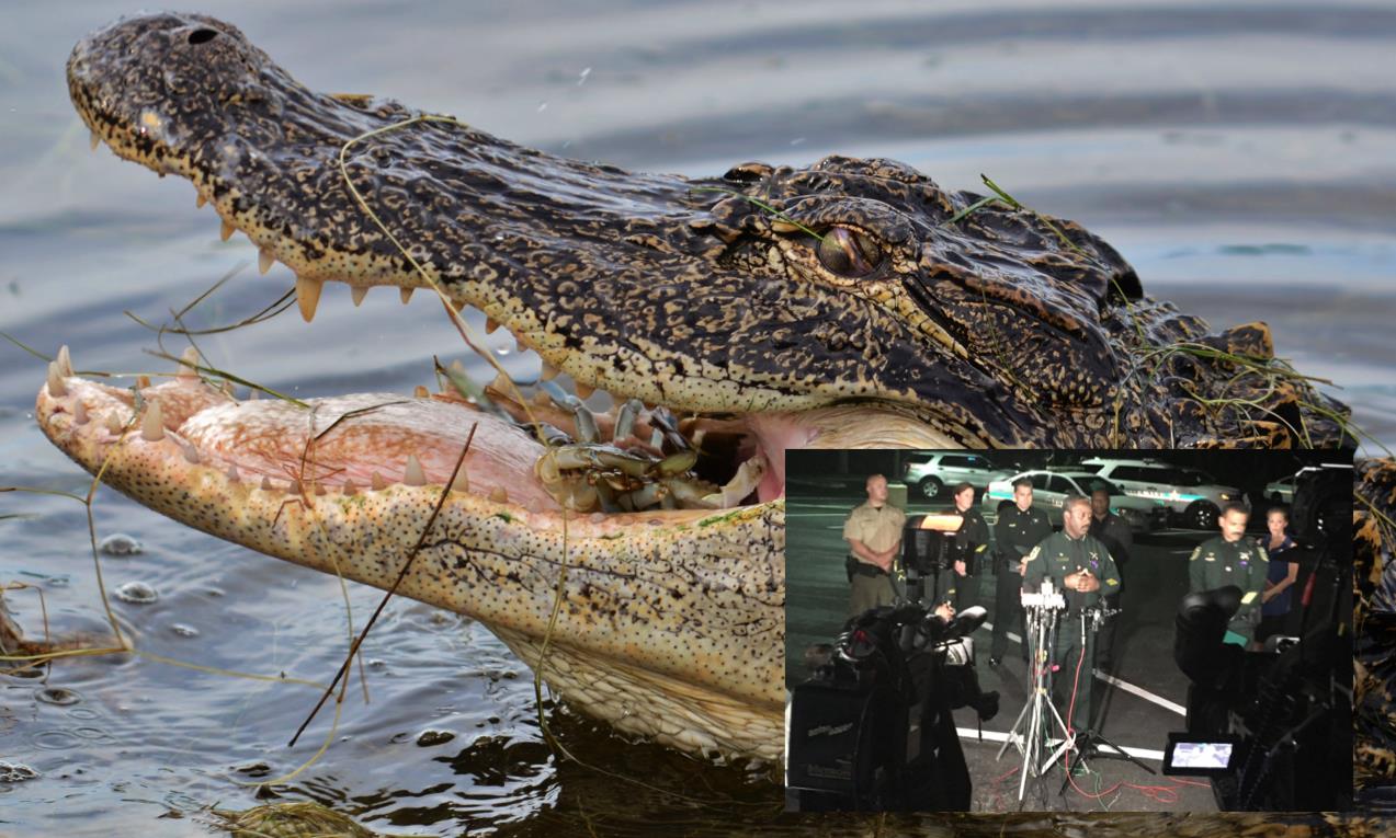 aligator