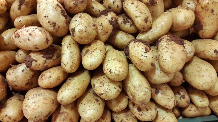 patates