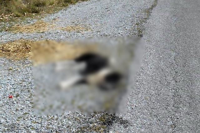 Φωτογραφία Αρχείου 